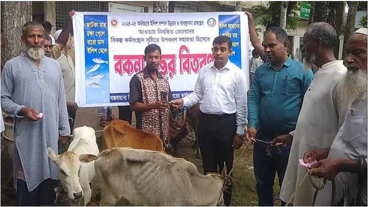বরিশালের হিজলায় জেলেদের মাঝে বকনা বাছুর বিতরণ করা হয়